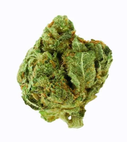 AK47 Seeds 2 (1)