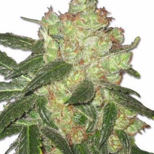 AK47 Seeds