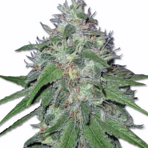 Amnesia Haze Seeds