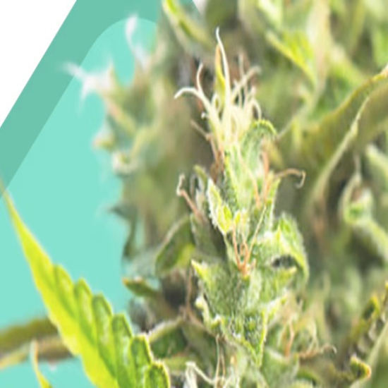 Autoflower Seeds