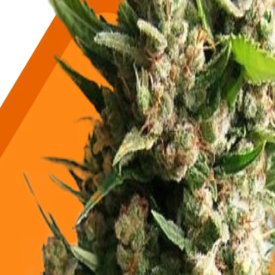 Beginner seeds Beginner seeds