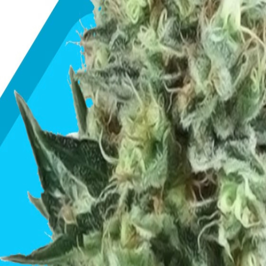 CBD Seeds