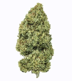 Chemdog Feminized Seeds 2 (1)