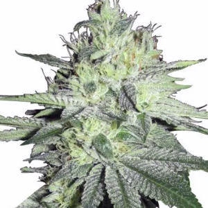 Chemdog Feminized Seeds