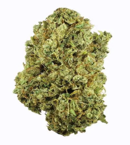 Durban Poison Seeds 2 (1)