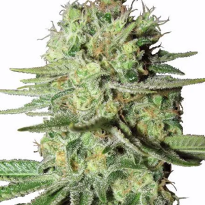 Durban Poison Seeds