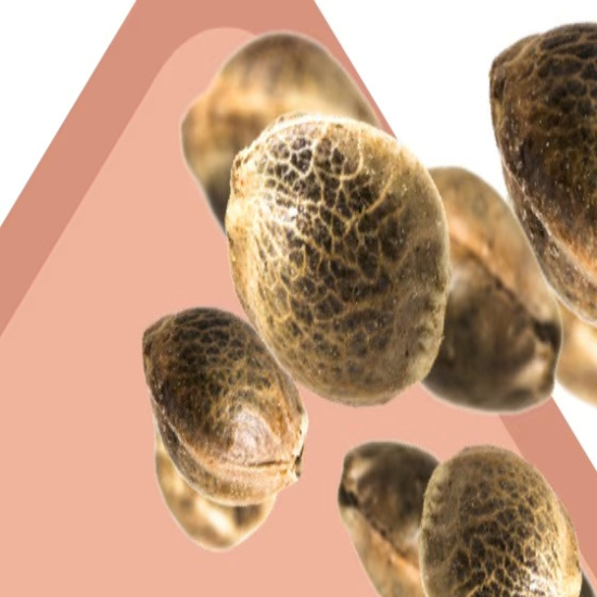 Feminized Seeds