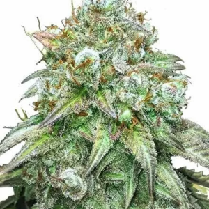 Godfather OG Feminised Seeds