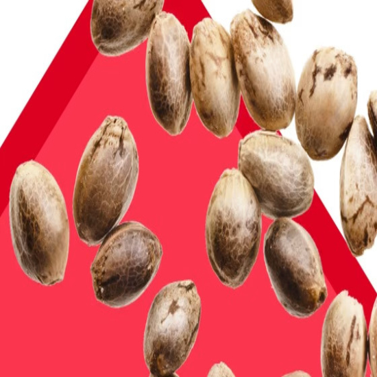High THC Seeds