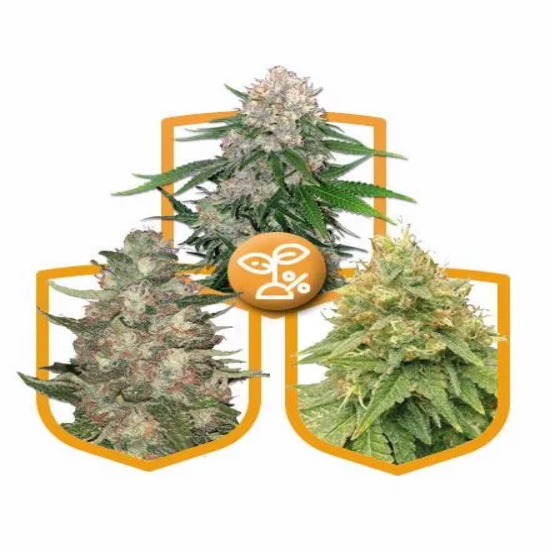 High yield seeds High yield seeds