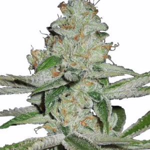 NYC Diesel Seeds