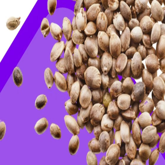 Photo Fast Seeds