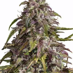 Purple Haze Feminised Seeds