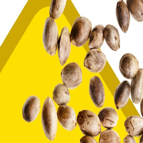 Regular Seeds