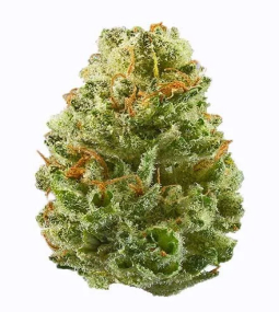 Strawberry Cough Feminised Seeds 2 (1)