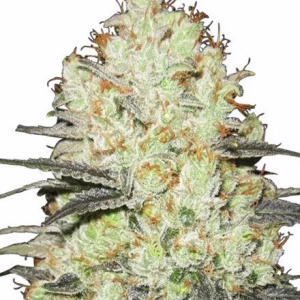 Strawberry Cough Feminised Seeds