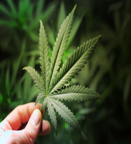chubby seeds australia offer chubby seeds australia offer