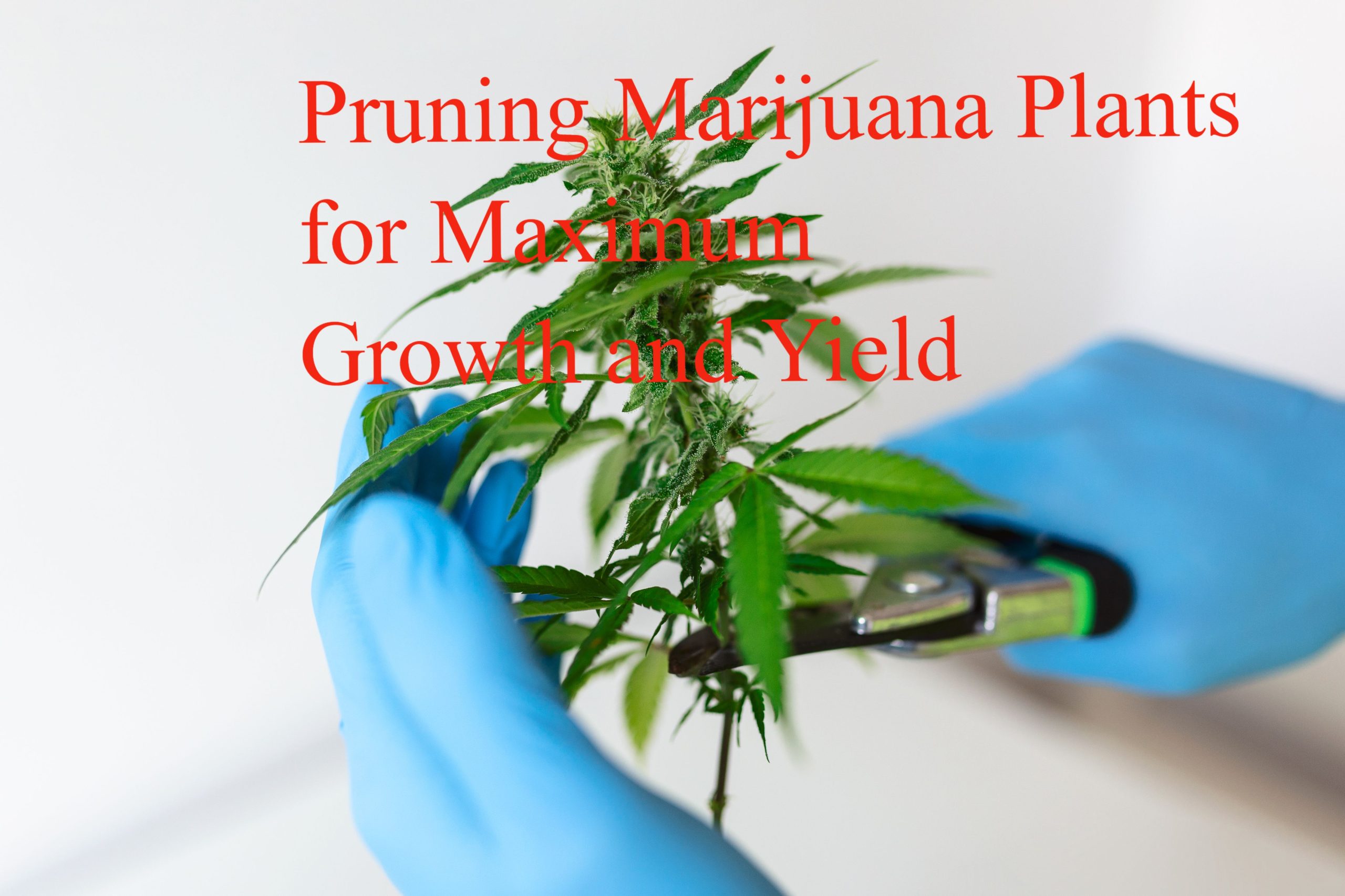 Pruning Marijuana Plants for Maximum Growth and Yield Pruning Marijuana Plants for Maximum Growth and Yield