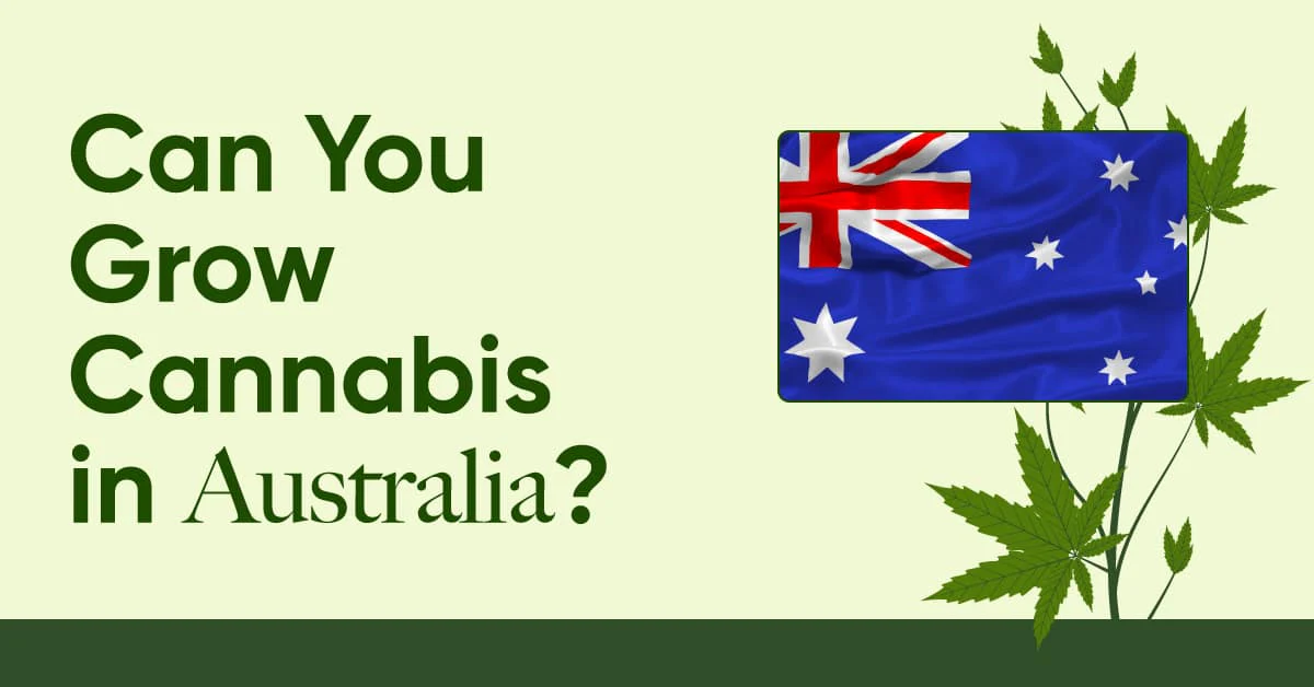 cannabis leaglity cannabis australia