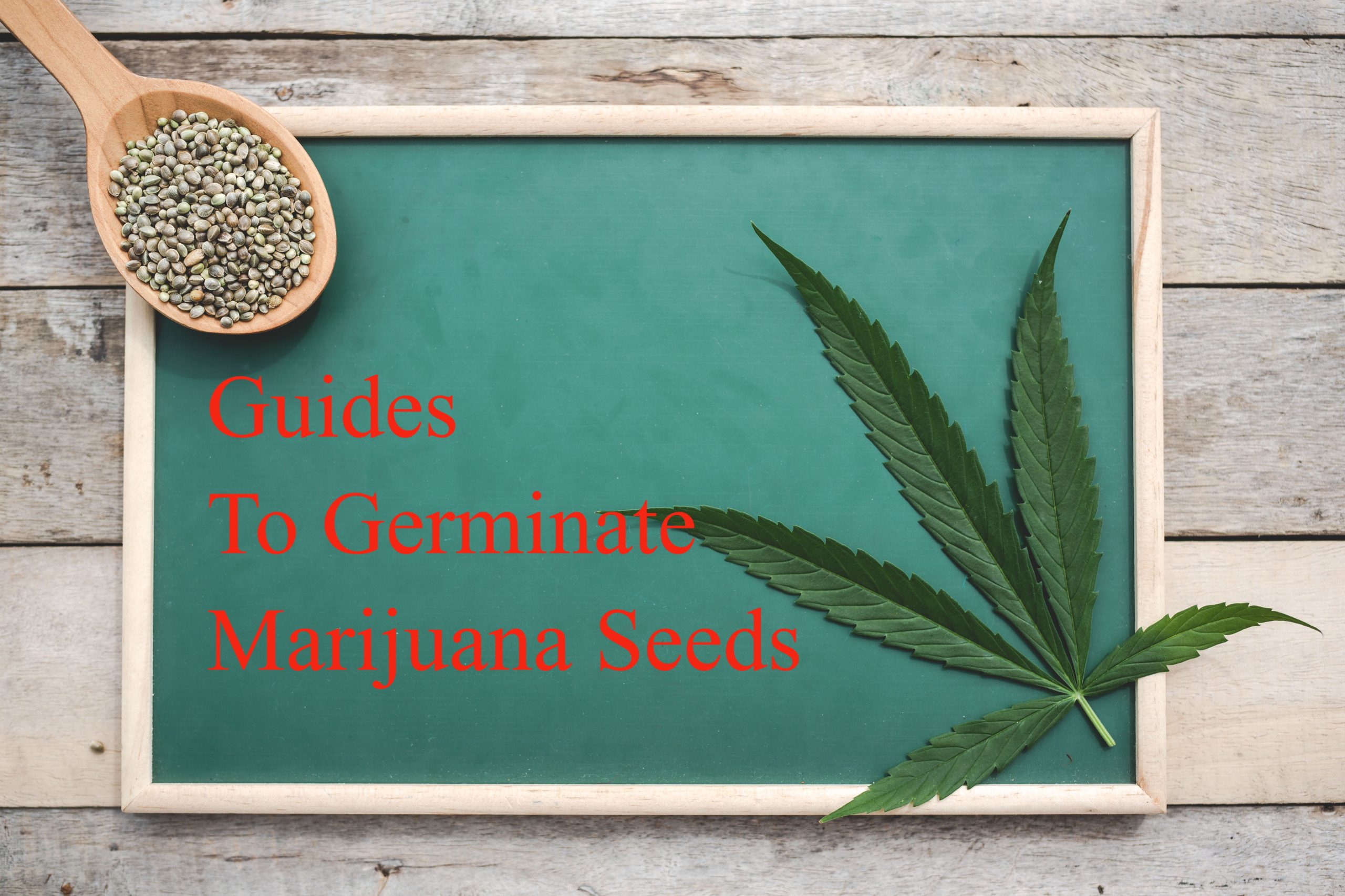 germinate marijuana seeds Guides To Germinate Marijuana Seeds