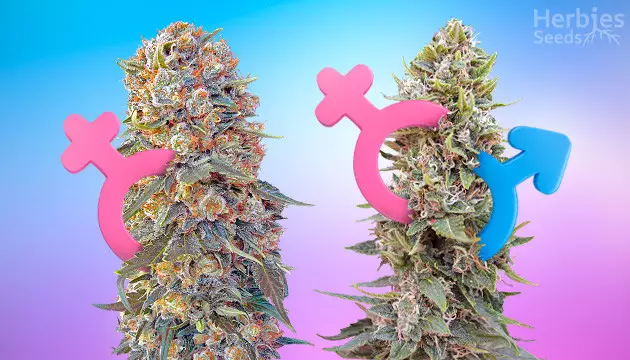 herbies seeds – chubby seeds herbies seeds