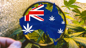 top cannabis seeds australia top cannabis seeds australia